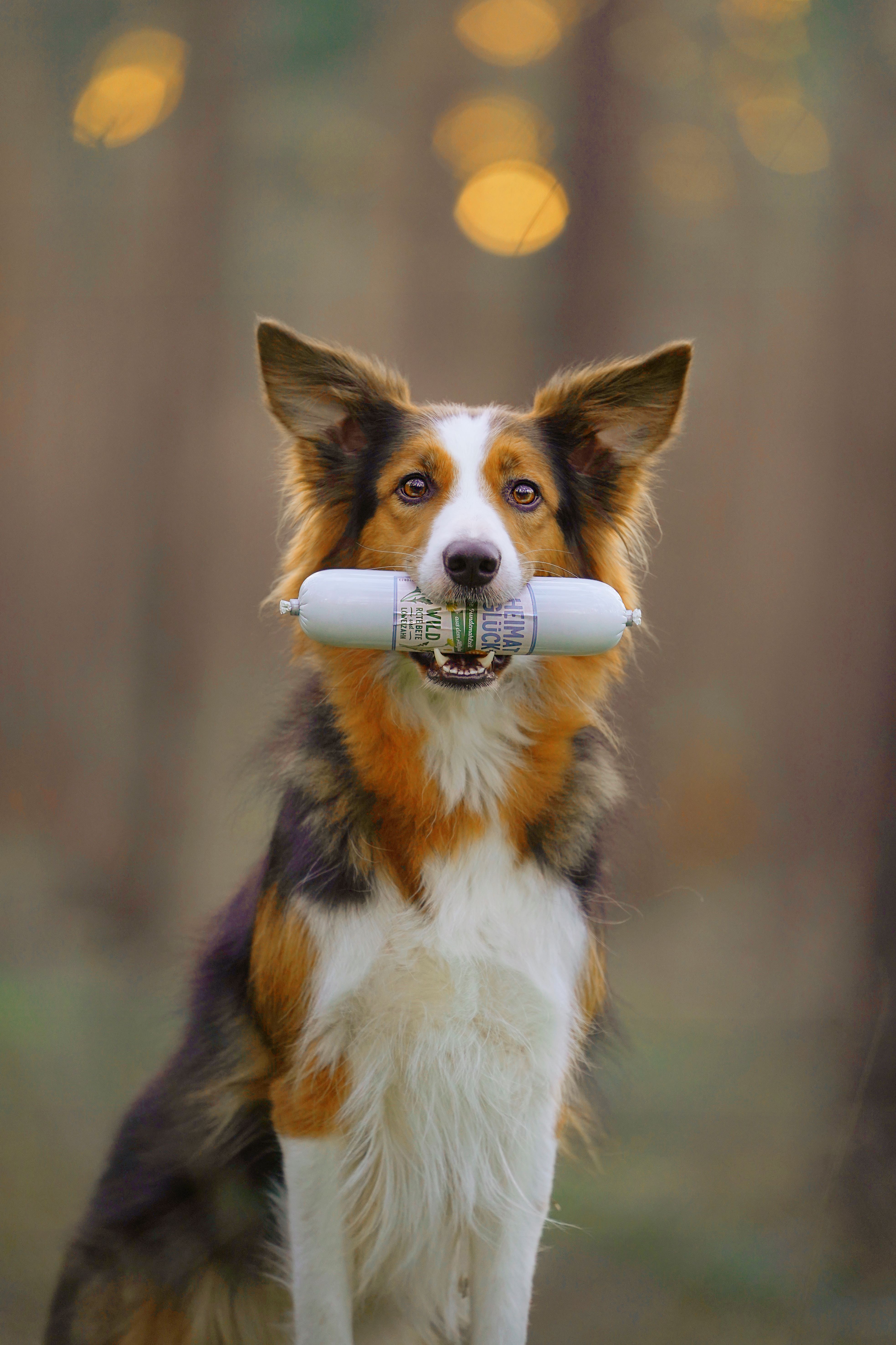 Hund mit Reico Heimatglück Nassfutter