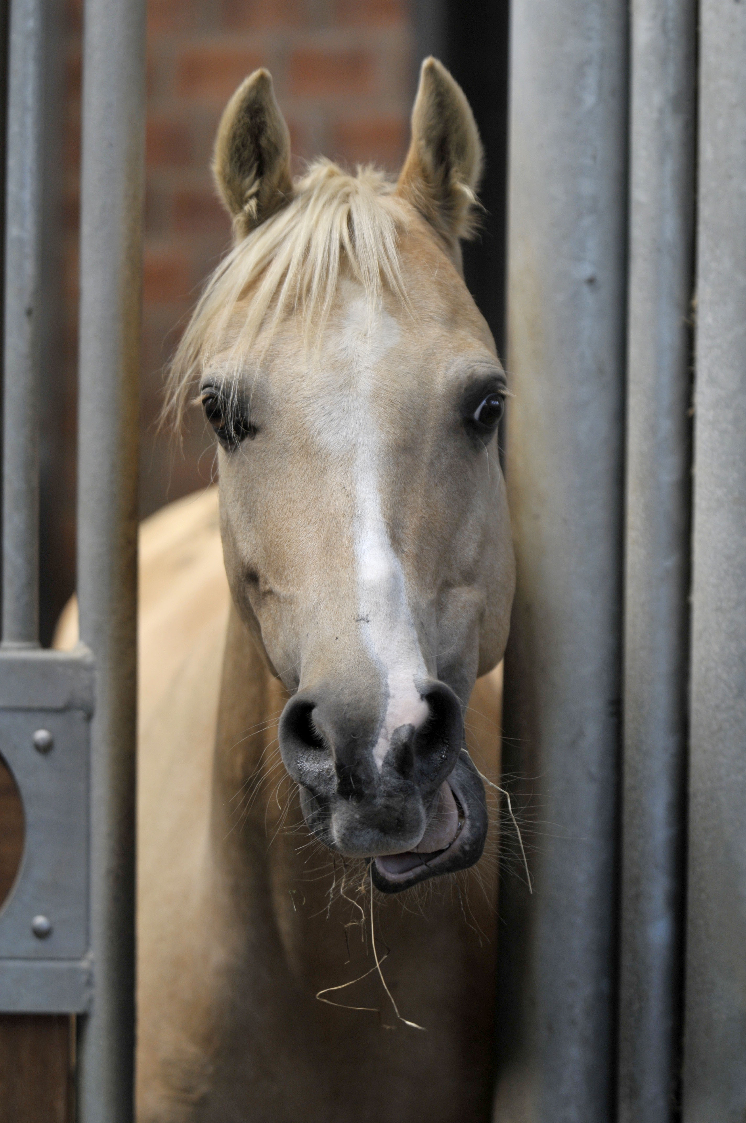 Offenstallhaltung Pferd