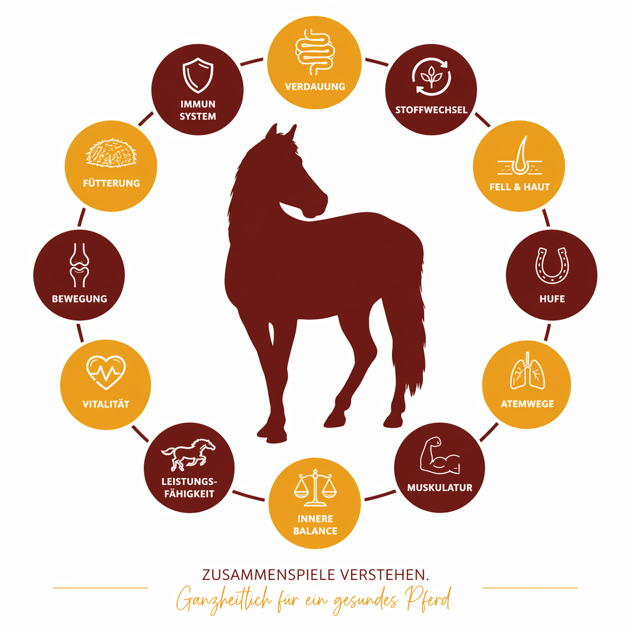 Gesunde Pferde 
