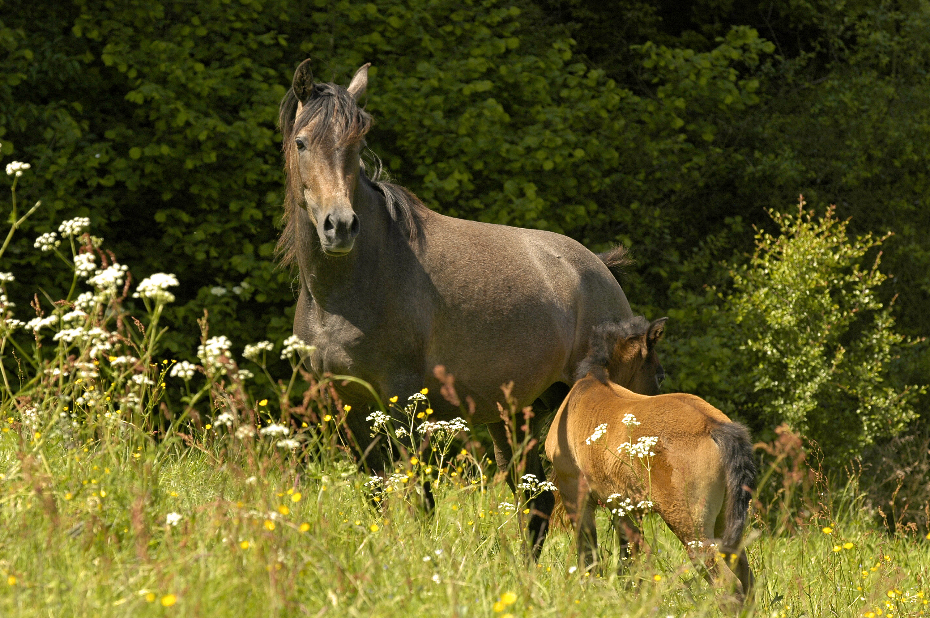 Gesundheit der Pferde