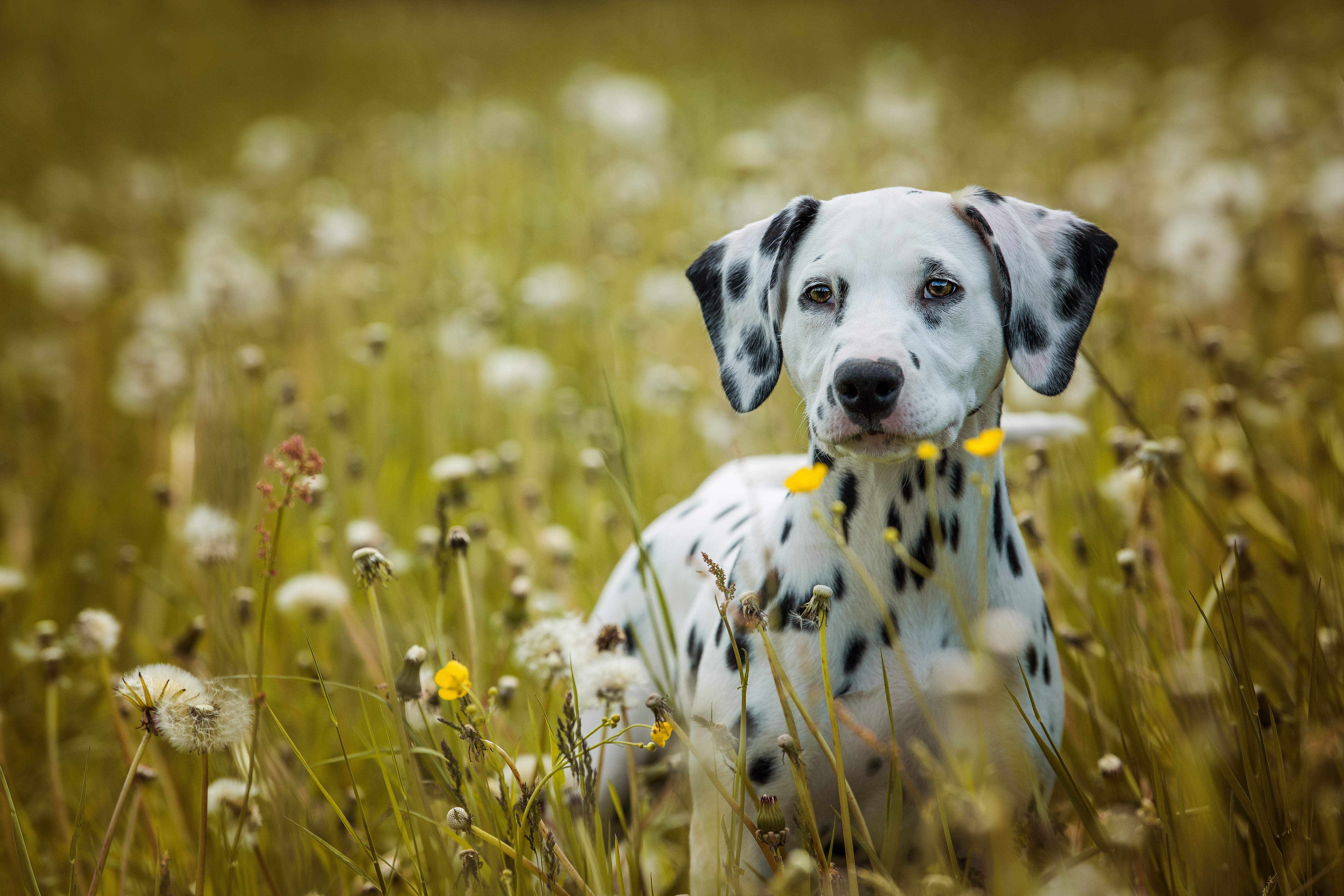 Hund erkundet eine Wiese als Symbol für natürliche Hundegesundheit