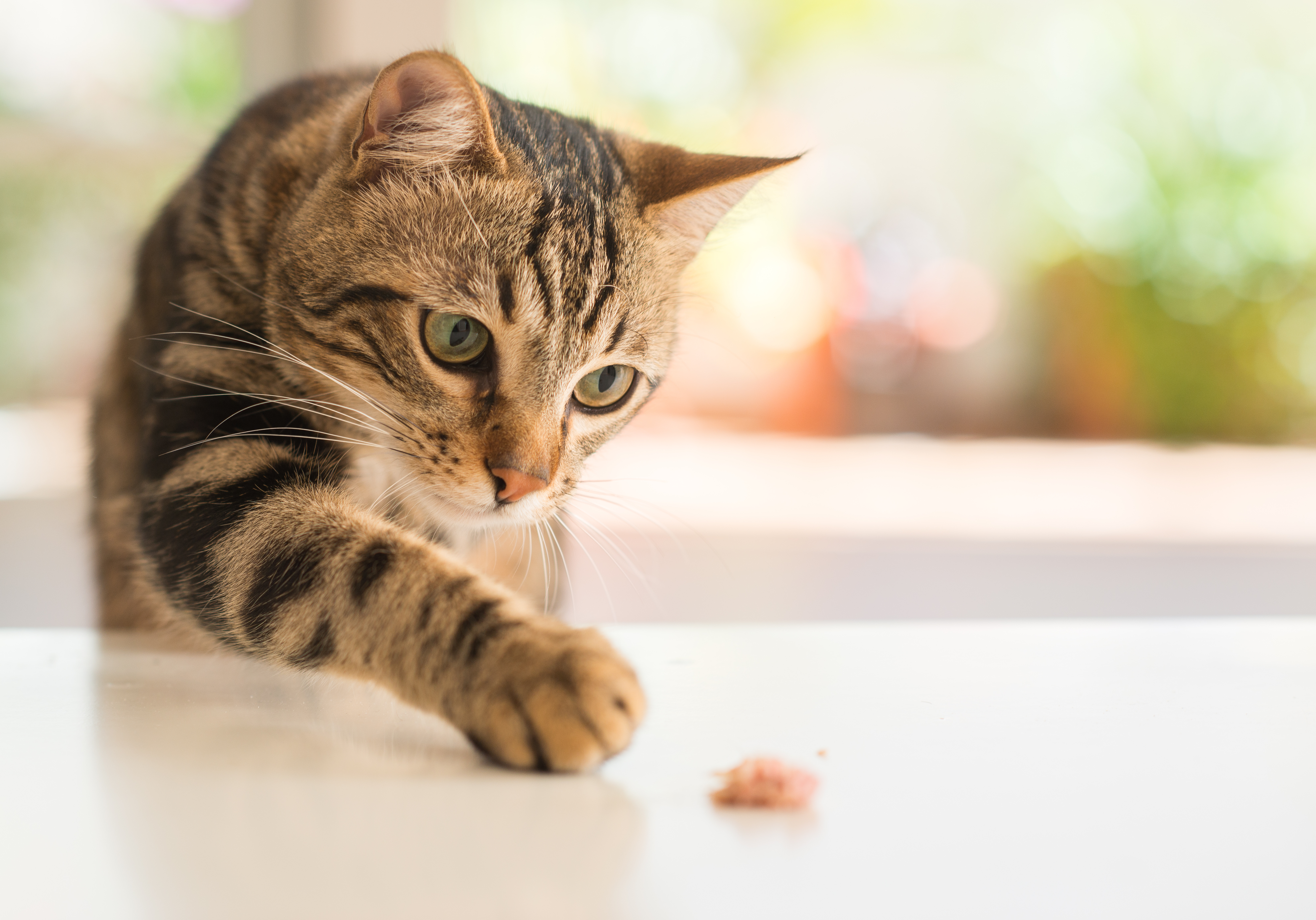Gesunde Nahrung für Katzen