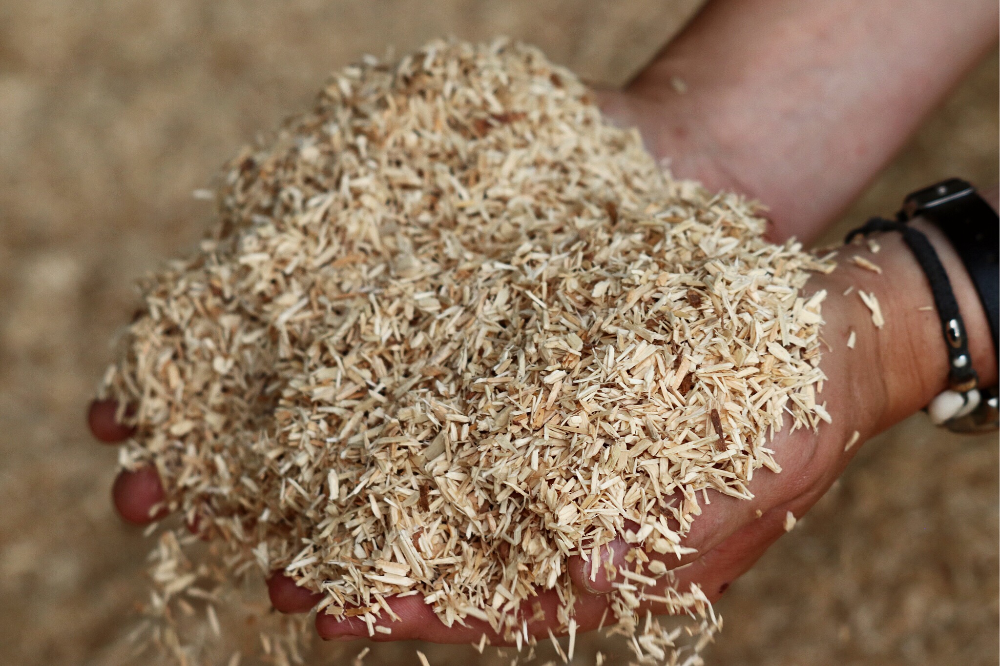 Boxengold Premium Ecostreu aus Fichtenholzfasern