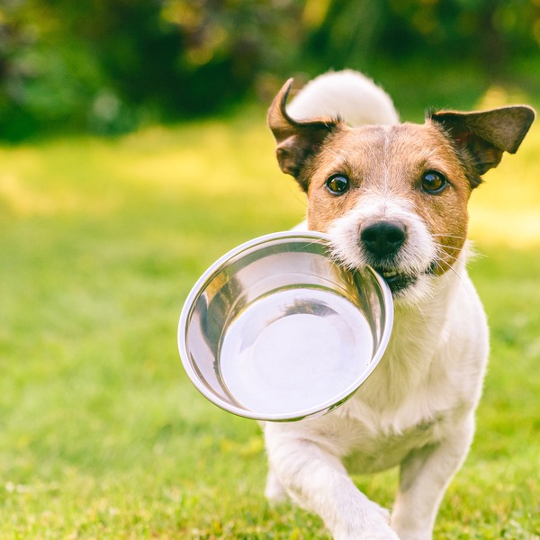 Hund mit Futternapf als Symbol für eine bedarfsgerechte Hundeernährung