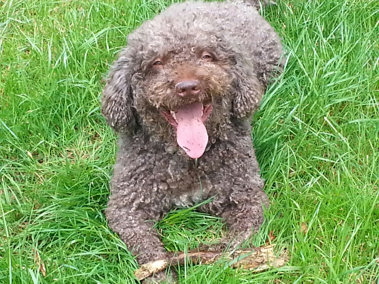 Hund zufrieden auf Gras dank richtigem Futter