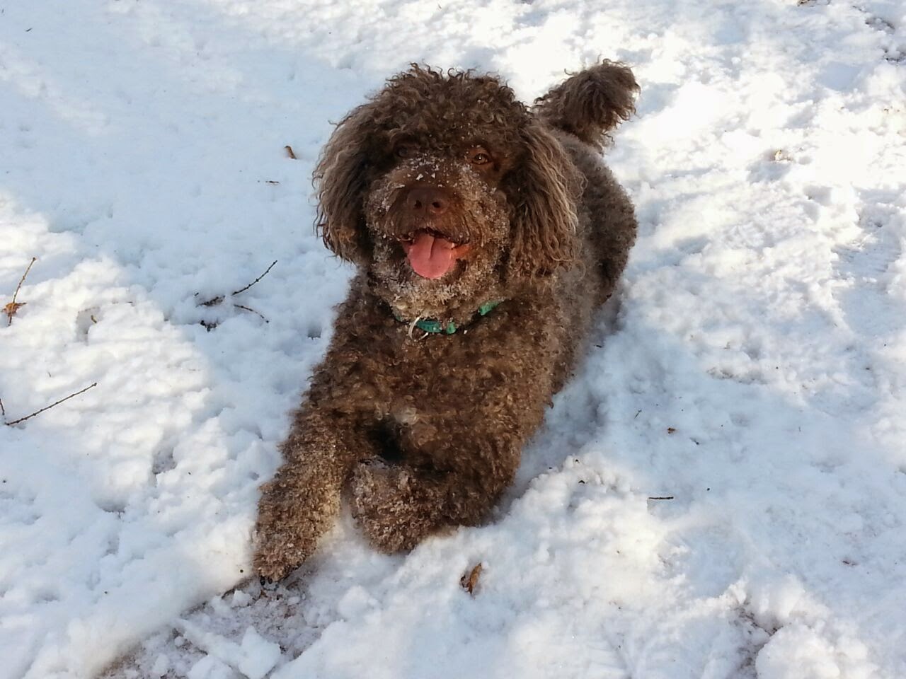 Hund zufrieden im Schnee dank dem richtigen Futter