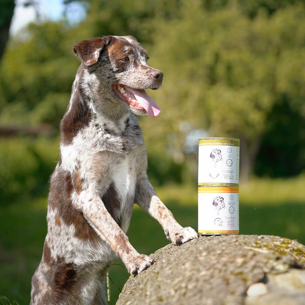 Ausgewählte Reico-Produkte für die individuelle Hundeernährung