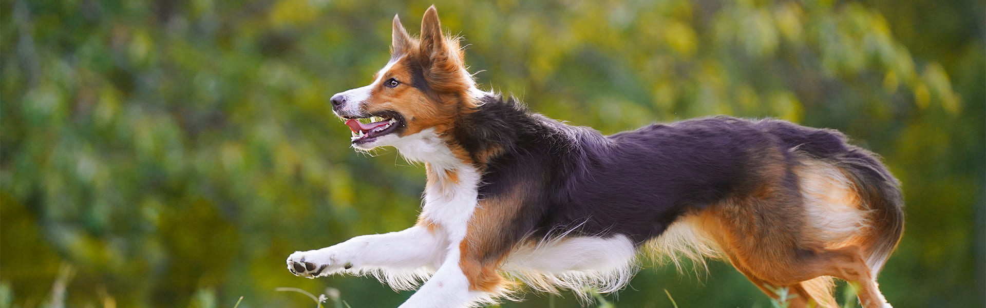 Banner Hund Ergänzungsfuttermittel