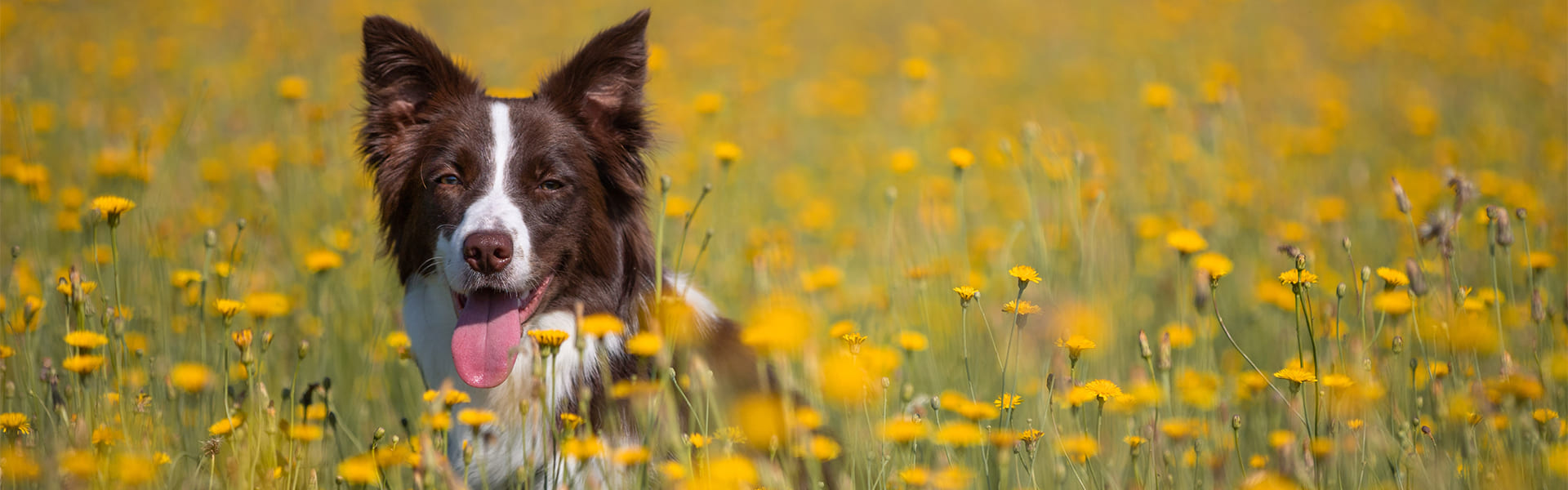 Banner Hund Trockenfutter