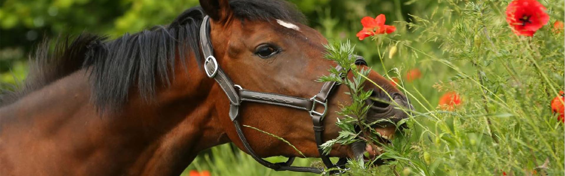 Banner Pferd Kräuterkomplexe