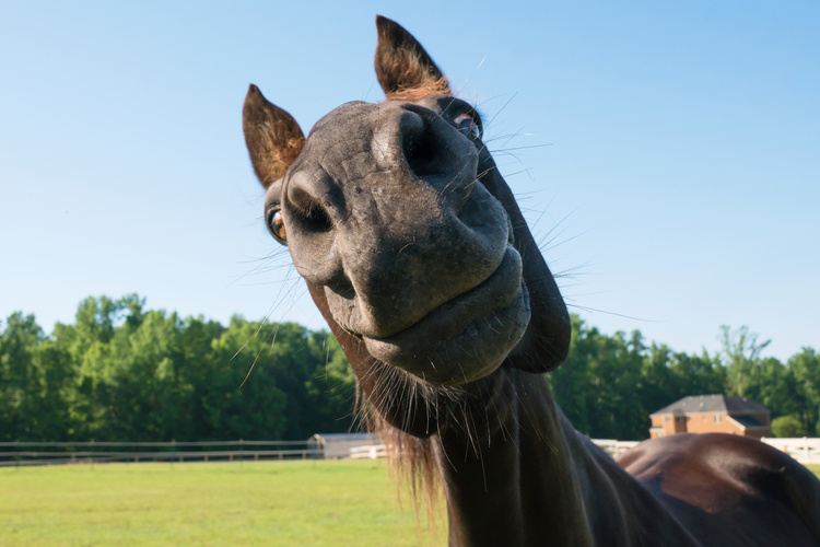 Neugieriges Pferd blickt in die Kamera – Symbolbild für individuelle Futterberatung bei Equilogistik.