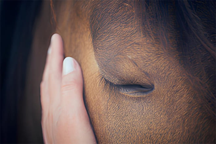 Nahaufnahme einer Hand, die sanft das geschlossene Auge eines Pferdes berührt