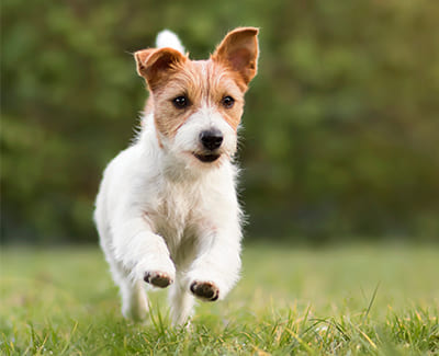 Springender Terrier auf der Wiese