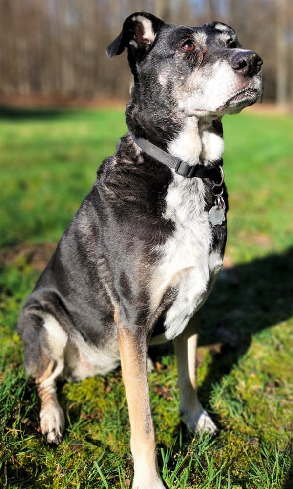 Ergänzungsfuttermittel Hund