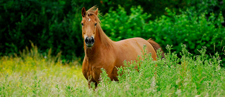 Gesundheit der Pferde