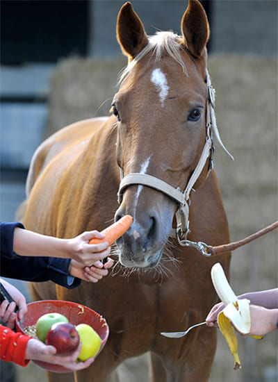 Futter für Pferde