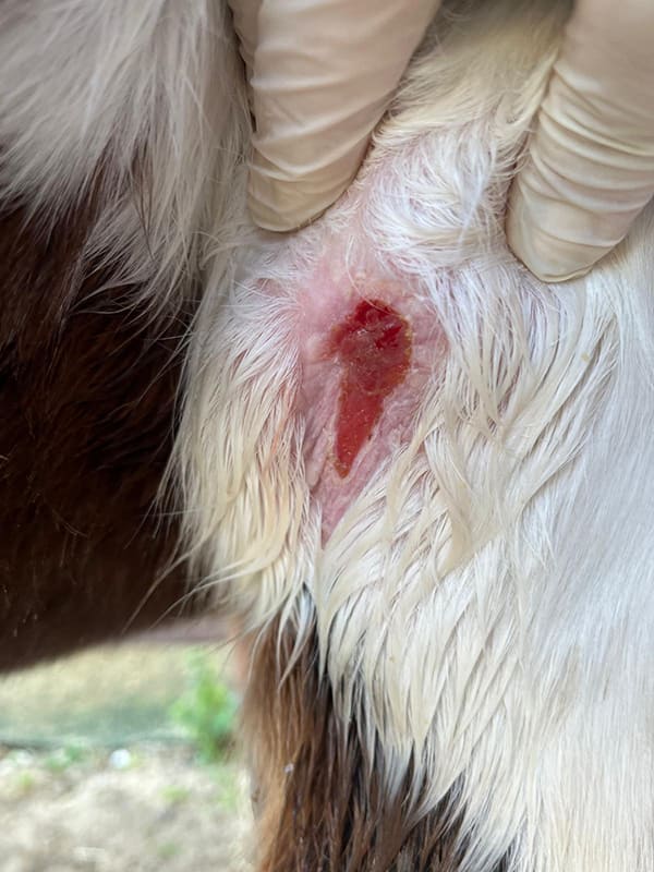 Nahaufnahme der Wundheilung am Bein von Stute Amy – Untersuchung durch eine Tierärztin mit Handschuhen am 28. August 