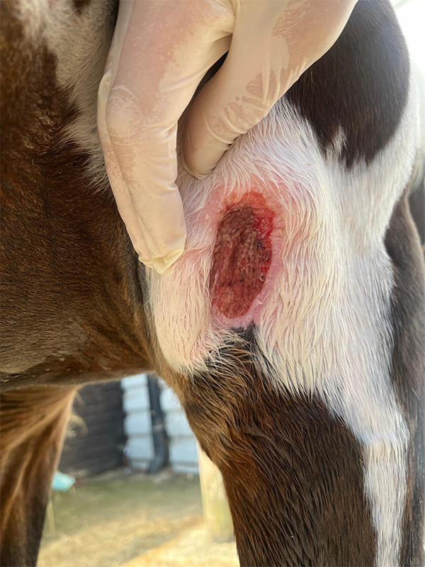 Stute Amy während der Wundheilung am Bein – Kontrolle durch eine Tierärztin mit Handschuhen am 23. Juli 
