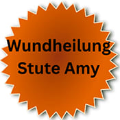 Button Wundheilung Stute Amy