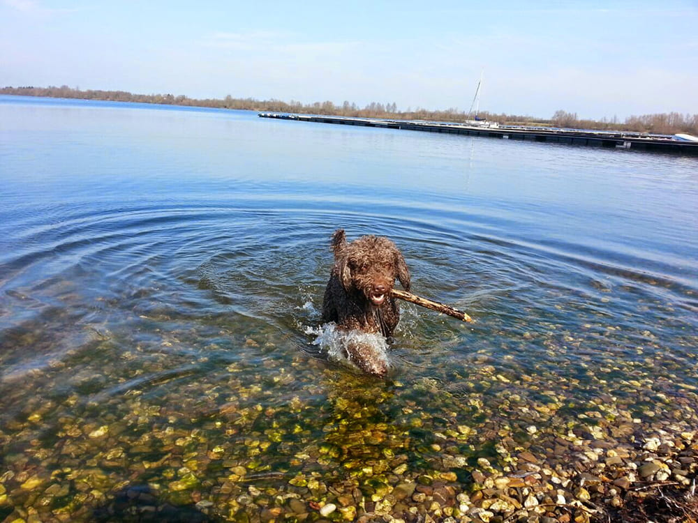 Hund Cariñio im Wasser